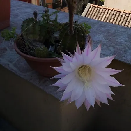 Antica Citta Cagliari